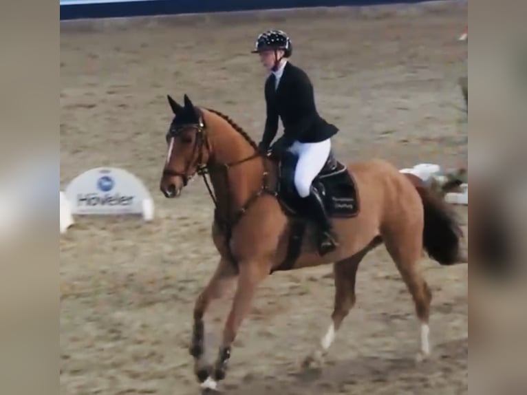 Mecklemburgo Caballo castrado 6 años 166 cm Alazán in Plau am See