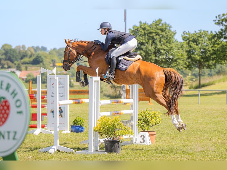 Mecklemburgo Caballo castrado 6 años 167 cm Alazán in Kirch Rosin