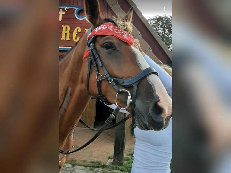Mecklemburgo Caballo castrado 6 años 167 cm Castaño rojizo in Fitzen