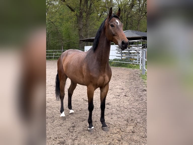 Mecklemburgo Caballo castrado 6 años 168 cm Castaño in SchwanheideBoizenburg OT Schwartow