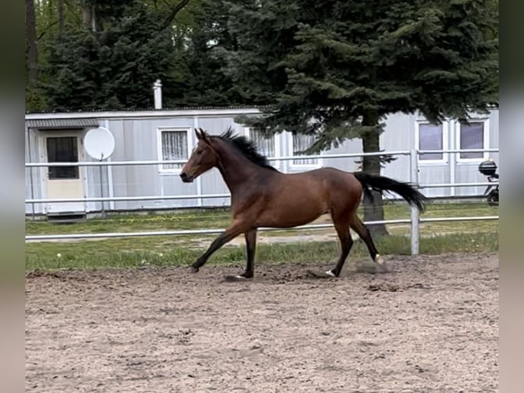 Mecklemburgo Caballo castrado 6 años 168 cm Castaño in SchwanheideBoizenburg OT Schwartow