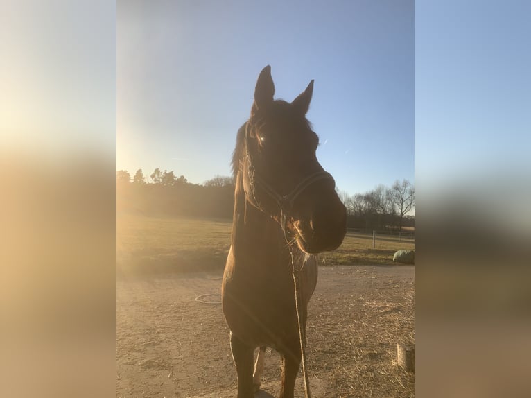 Mecklemburgo Caballo castrado 6 años 170 cm in Veitsbronn