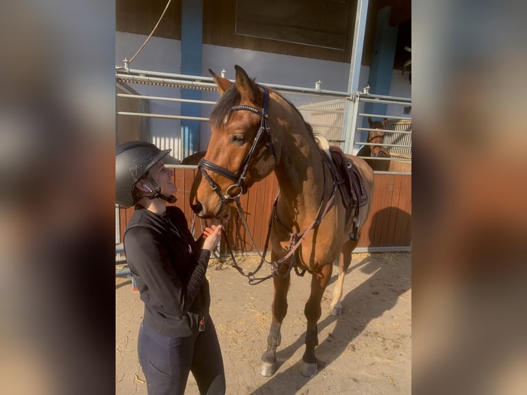 Mecklemburgo Caballo castrado 6 años 170 cm in Veitsbronn