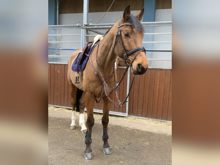 Mecklemburgo Caballo castrado 6 años 170 cm in Veitsbronn