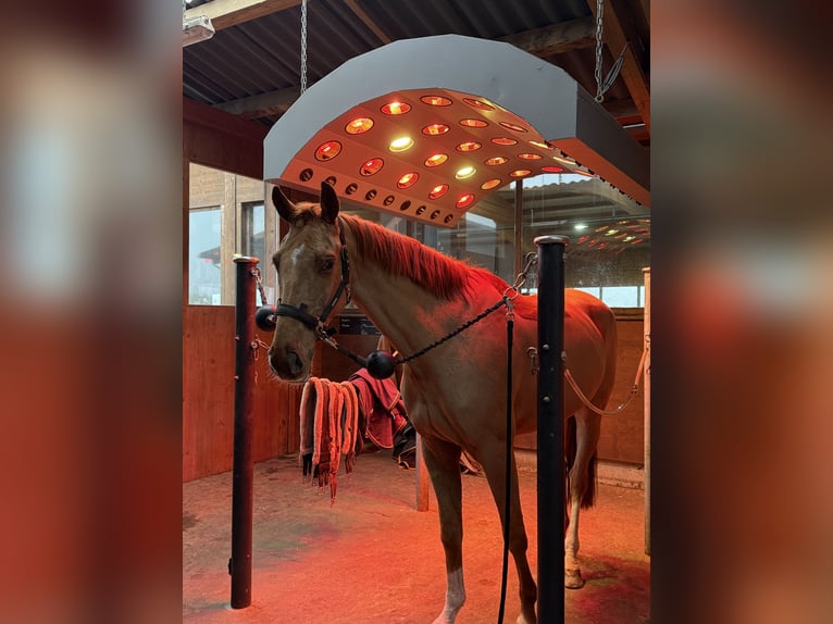 Mecklemburgo Caballo castrado 6 años 172 cm Alazán in Gossau