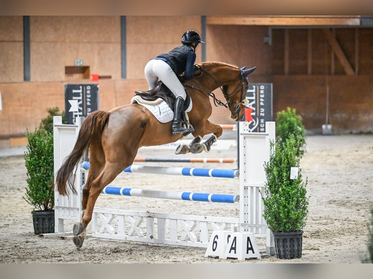 Mecklemburgo Caballo castrado 6 años 172 cm Alazán in Gossau