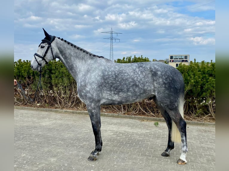 Mecklemburgo Caballo castrado 6 años 174 cm Tordo in Sauldorf-Boll