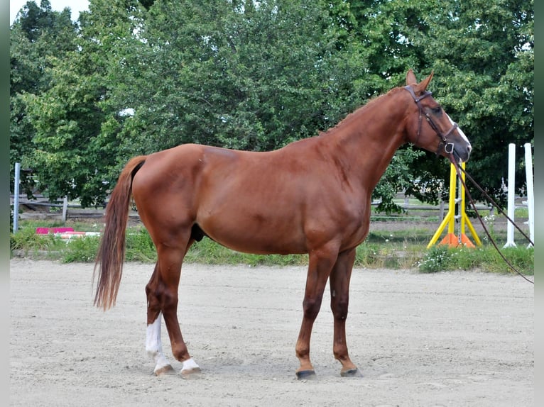 Mecklemburgo Caballo castrado 6 años 175 cm Alazán in Schattendorf