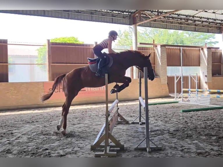 Mecklemburgo Caballo castrado 6 años 175 cm Alazán in Schattendorf