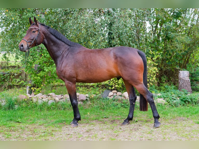 Mecklemburgo Caballo castrado 6 años 178 cm Castaño in Sahms