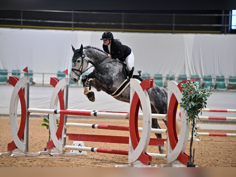 Mecklemburgo Caballo castrado 6 años 178 cm Tordo in Bad Köstritz