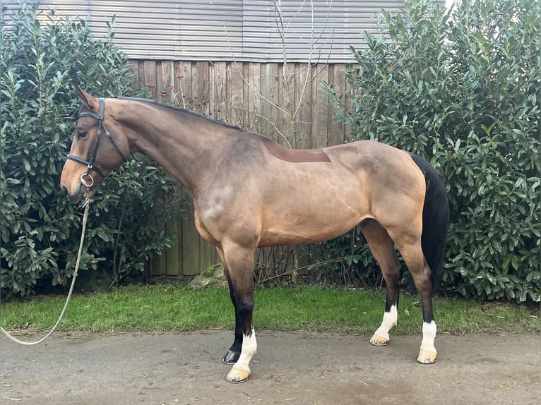 Mecklemburgo Caballo castrado 6 años 180 cm Castaño in Lüdersdorf