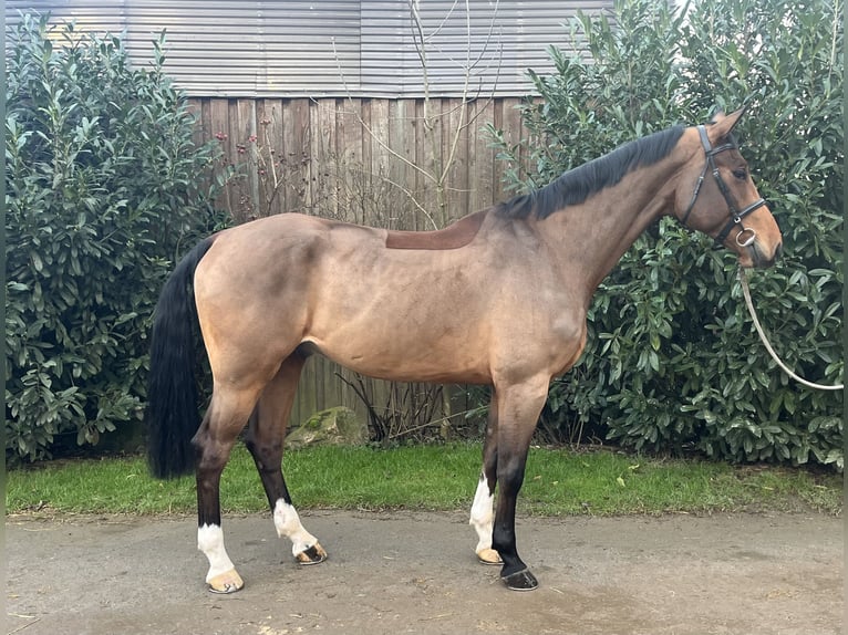 Mecklemburgo Caballo castrado 6 años 180 cm Castaño in Lüdersdorf