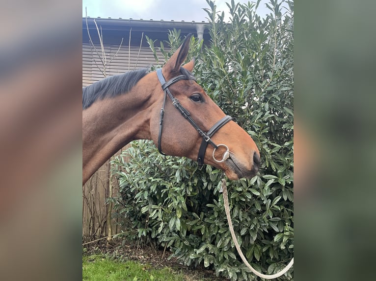 Mecklemburgo Caballo castrado 6 años 180 cm Castaño in Lüdersdorf