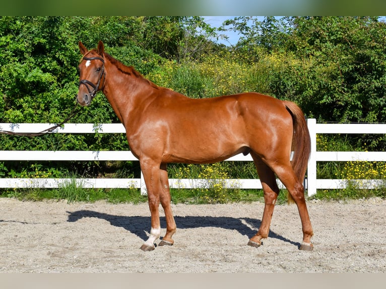 Mecklemburgo Caballo castrado 6 años  in Seebad Bansin