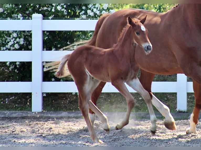 Mecklemburgo Caballo castrado 6 años  in Seebad Bansin