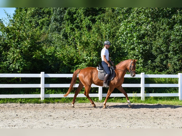 Mecklemburgo Caballo castrado 6 años  in Seebad Bansin