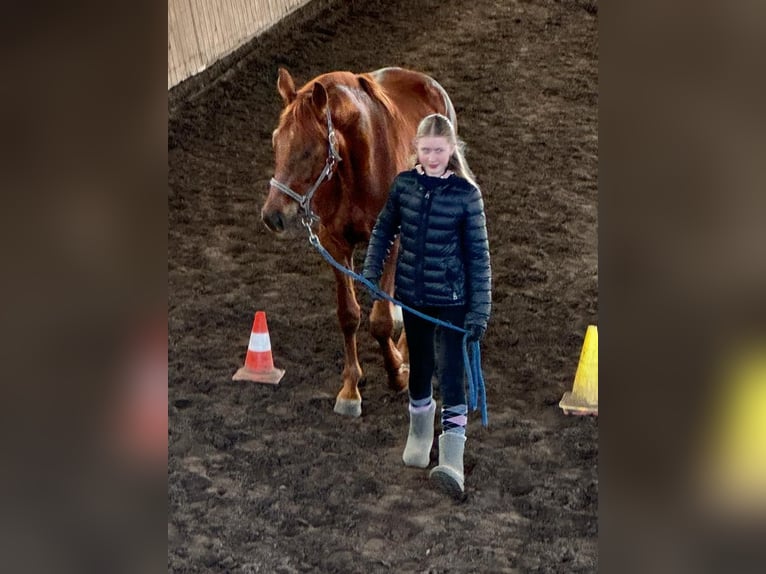 Mecklemburgo Caballo castrado 7 años 163 cm Alazán-tostado in SchwanheideBoizenburg