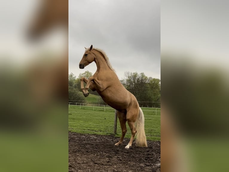 Mecklemburgo Caballo castrado 7 años 165 cm Palomino in Upahl