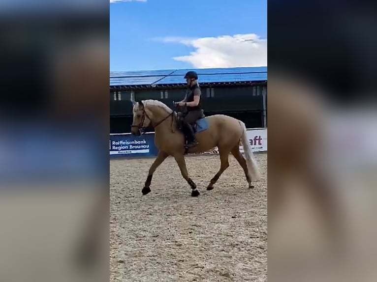 Mecklemburgo Caballo castrado 7 años 169 cm Palomino in Landsberg am Lech