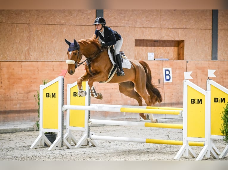 Mecklemburgo Caballo castrado 7 años 172 cm Alazán in Gossau