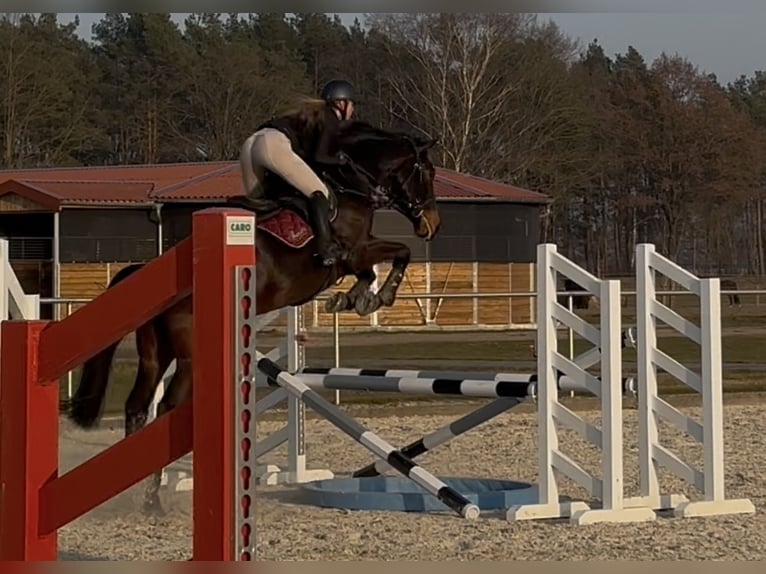 Mecklemburgo Caballo castrado 7 años 172 cm Morcillo in Fehrbellin
