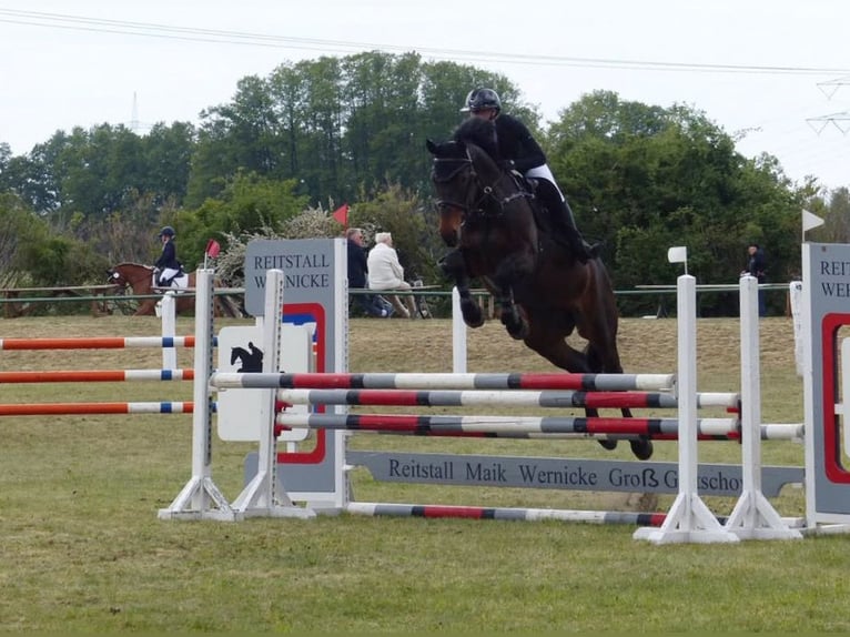 Mecklemburgo Caballo castrado 7 años 172 cm Morcillo in Fehrbellin