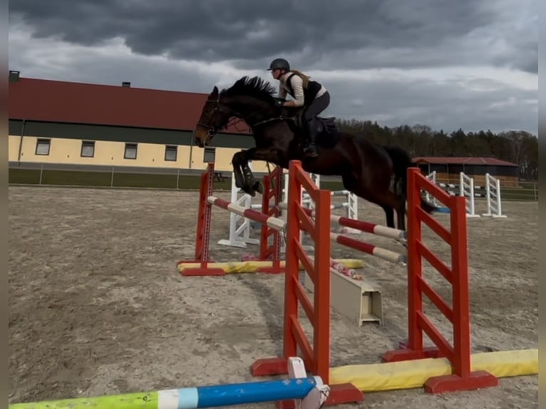 Mecklemburgo Caballo castrado 7 años 172 cm Morcillo in Fehrbellin