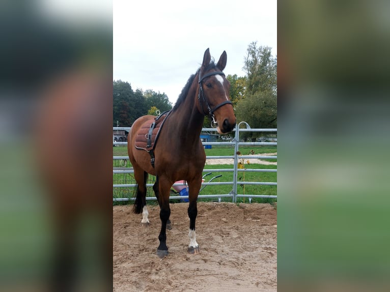 Mecklemburgo Caballo castrado 7 años 174 cm Castaño oscuro in Hagenow