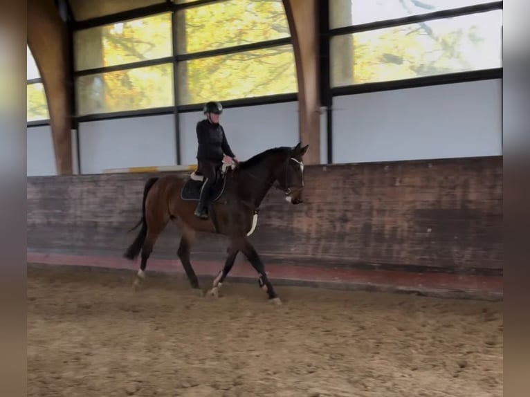 Mecklemburgo Caballo castrado 7 años 174 cm Castaño oscuro in Hagenow