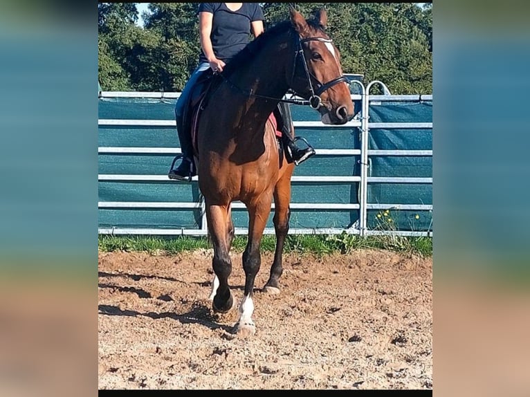 Mecklemburgo Caballo castrado 7 años 174 cm Castaño oscuro in Hagenow
