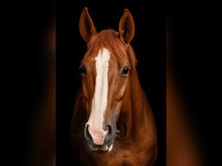 Mecklemburgo Caballo castrado 7 años 175 cm Alazán in St. Margarethen an der Raab