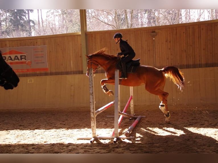 Mecklemburgo Caballo castrado 7 años 175 cm Alazán in St. Margarethen an der Raab