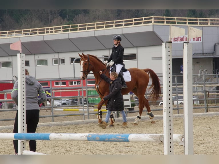 Mecklemburgo Caballo castrado 7 años 175 cm Alazán in St. Margarethen an der Raab