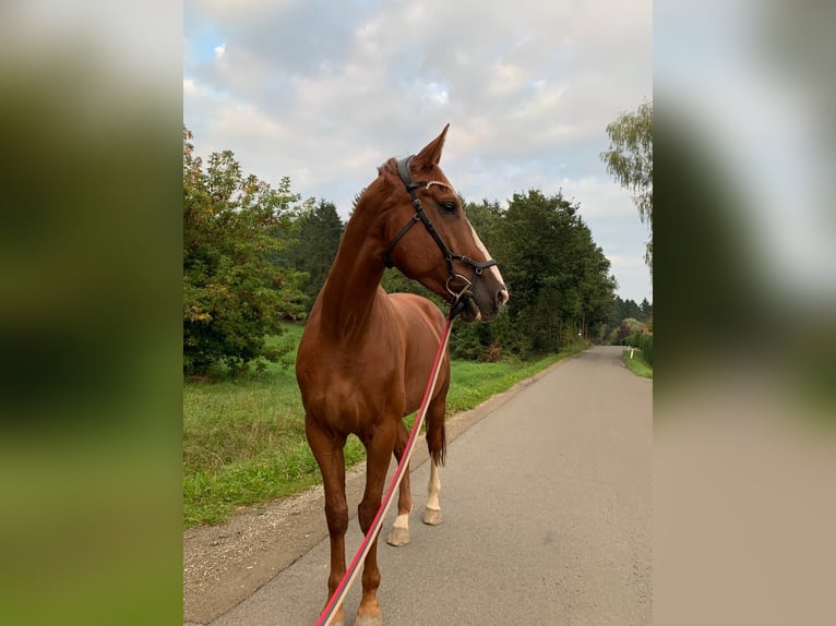 Mecklemburgo Caballo castrado 7 años 175 cm Alazán in St. Margarethen an der Raab