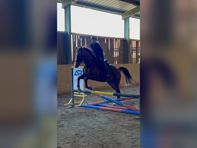 Mecklemburgo Caballo castrado 7 años 175 cm Alazán in St. Margarethen an der Raab