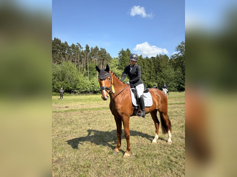 Mecklemburgo Caballo castrado 7 años 175 cm Alazán-tostado in Greifswald