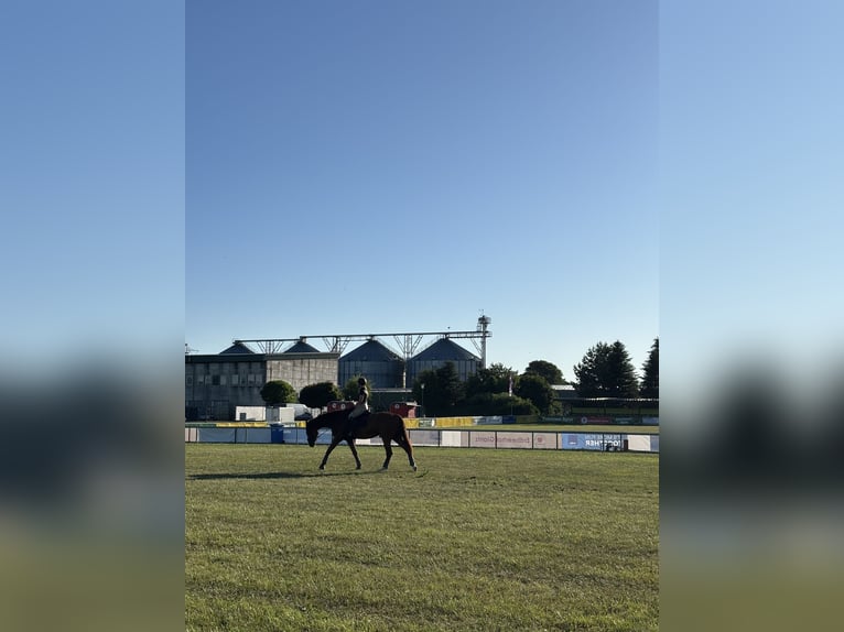 Mecklemburgo Caballo castrado 7 años 175 cm Alazán-tostado in Greifswald