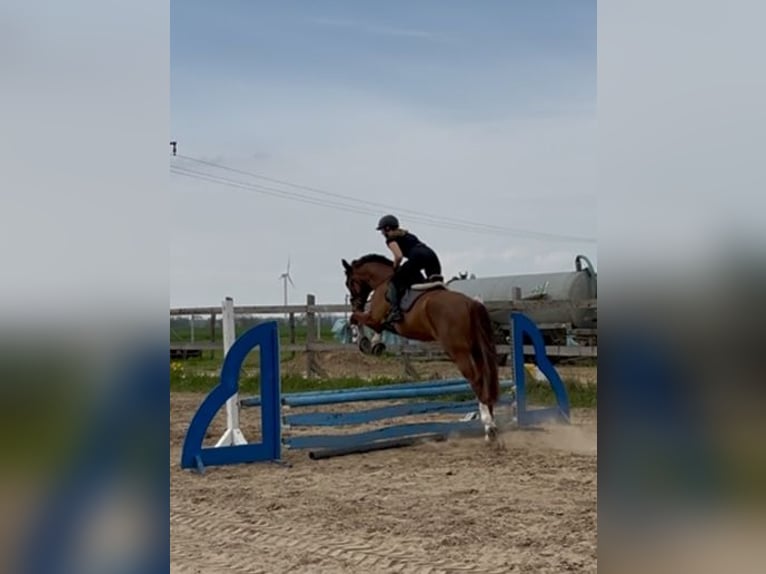 Mecklemburgo Caballo castrado 7 años 175 cm Alazán-tostado in Greifswald