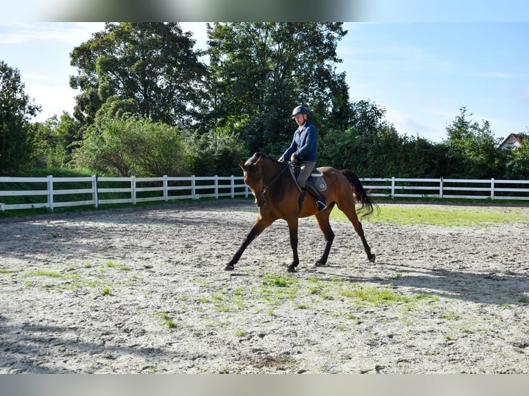 Mecklemburgo Caballo castrado 7 años 178 cm Castaño in Seebad Bansin