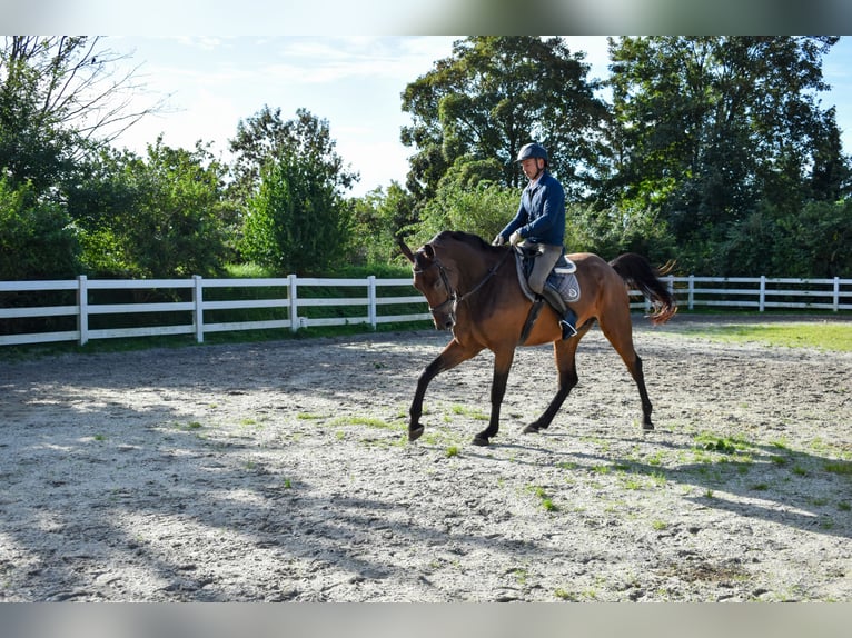 Mecklemburgo Caballo castrado 7 años 178 cm Castaño in Seebad Bansin