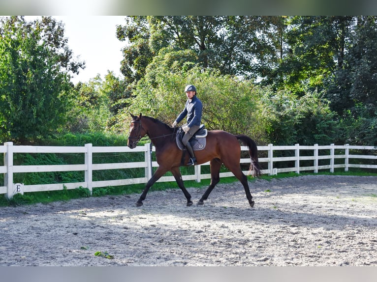 Mecklemburgo Caballo castrado 7 años 178 cm Castaño in Seebad Bansin