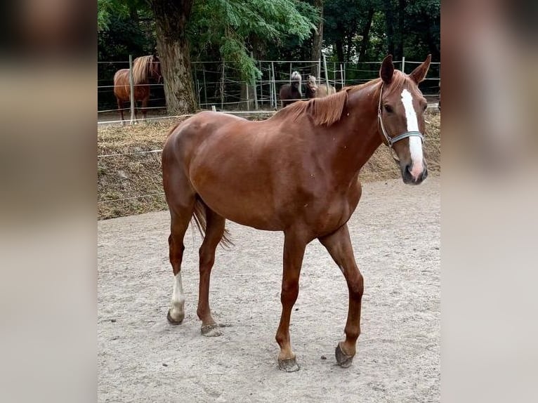 Mecklemburgo Caballo castrado 7 años 181 cm Alazán in Berlin