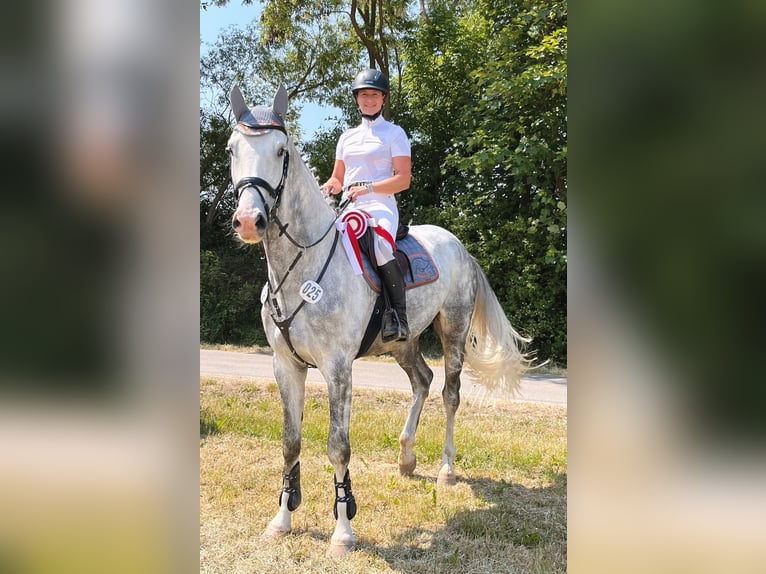 Mecklemburgo Caballo castrado 7 años 182 cm Tordo in Warnkenhagen