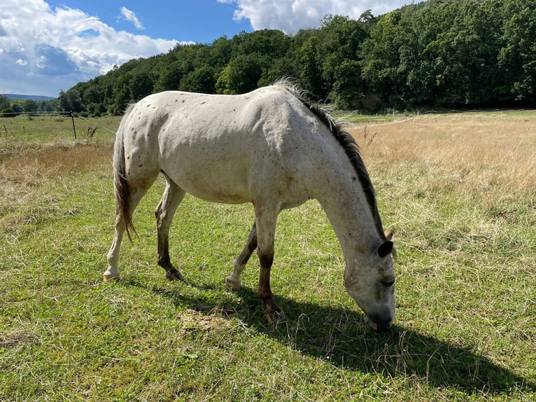 Mecklemburgo Mestizo Caballo castrado 8 años 165 cm  in Miltenberg