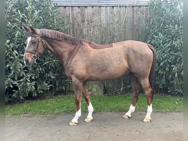 Mecklemburgo Caballo castrado 8 años 166 cm Alazán-tostado in Petersberg