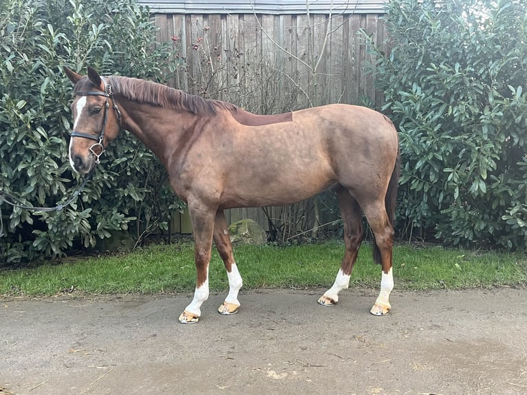 Mecklemburgo Caballo castrado 8 años 166 cm Alazán-tostado in Petersberg