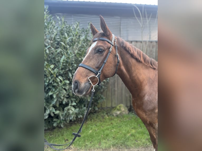 Mecklemburgo Caballo castrado 8 años 166 cm Alazán-tostado in Petersberg