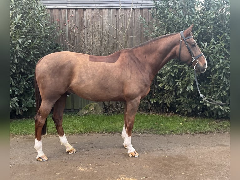 Mecklemburgo Caballo castrado 8 años 166 cm Alazán-tostado in Petersberg