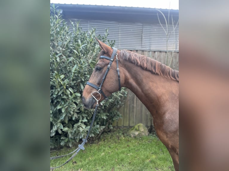 Mecklemburgo Caballo castrado 8 años 166 cm Alazán-tostado in Petersberg